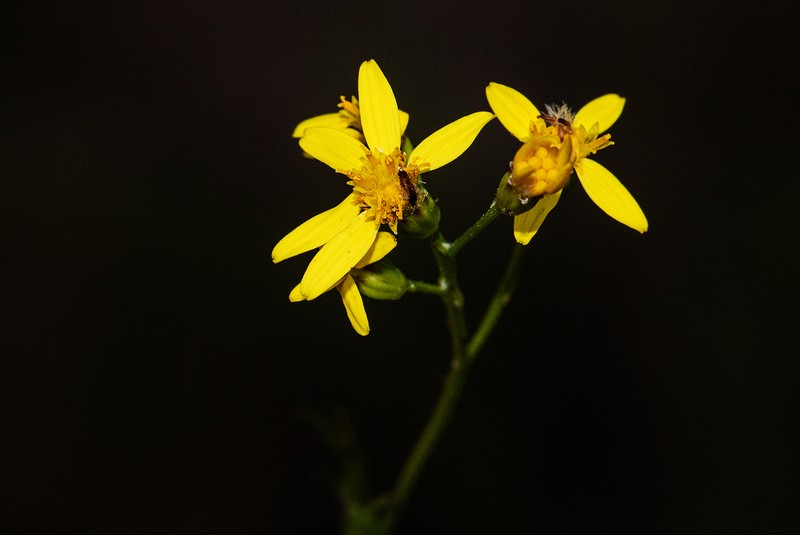 Senecio gazensis photo 2