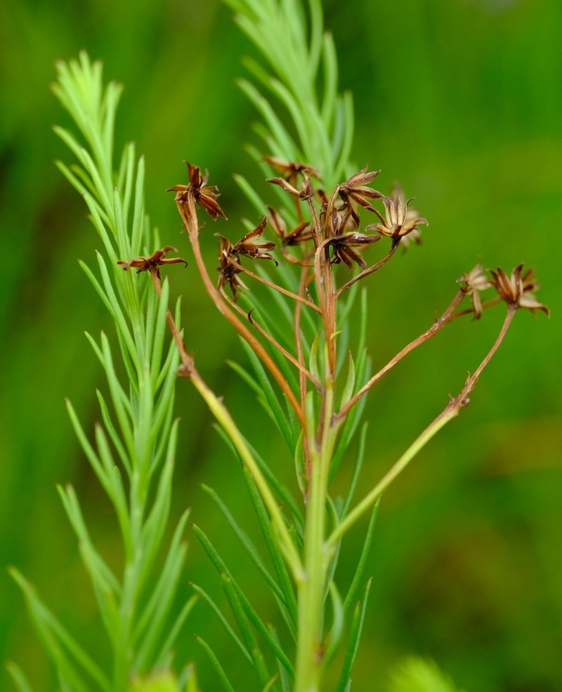 Senecio gazensis photo 3