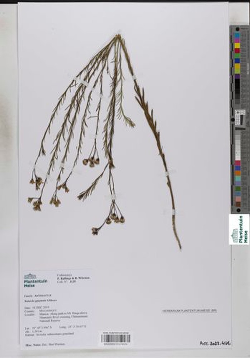 Senecio gazensis photo 6