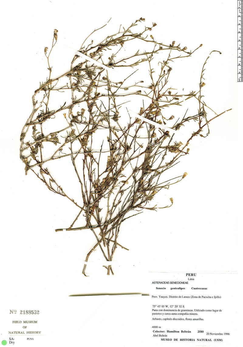 Senecio geniculipes