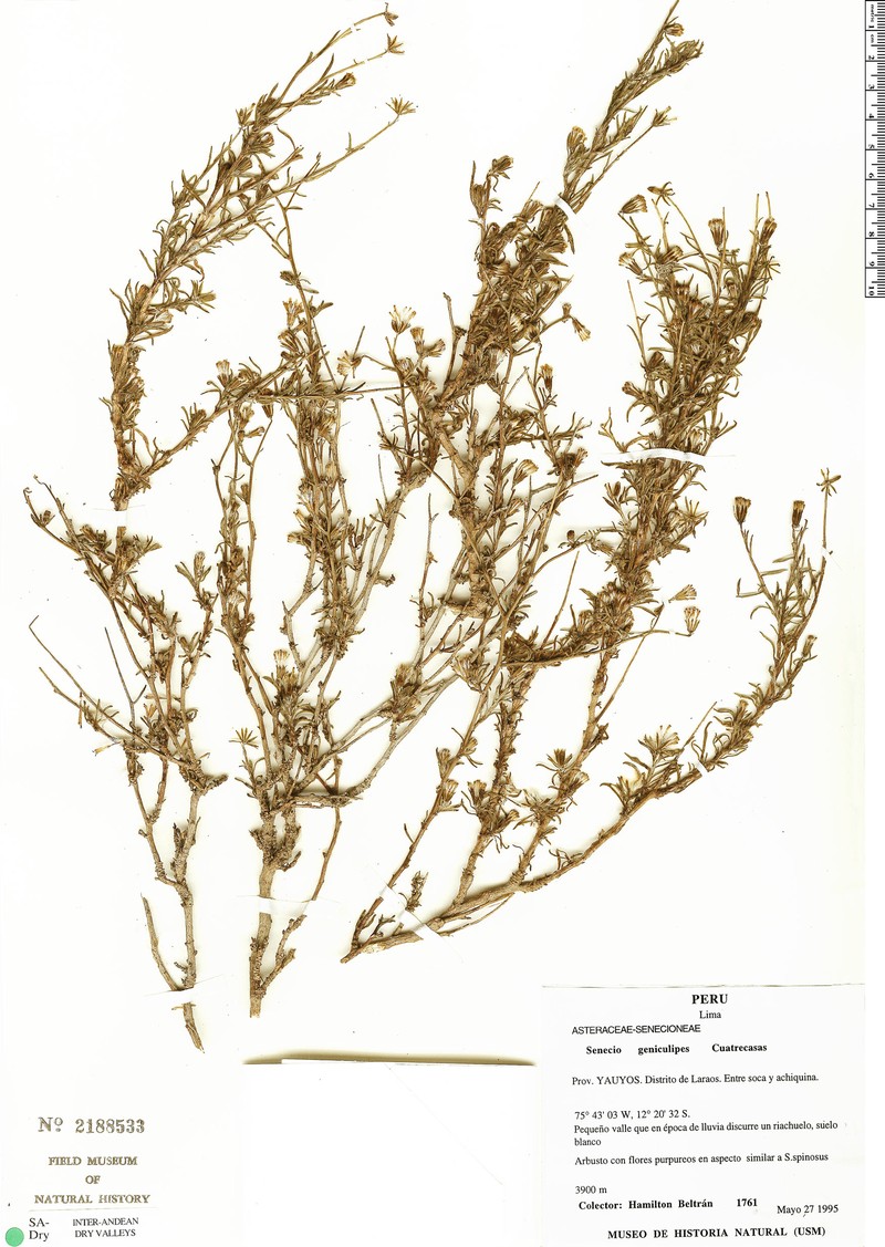 Senecio geniculipes photo 2
