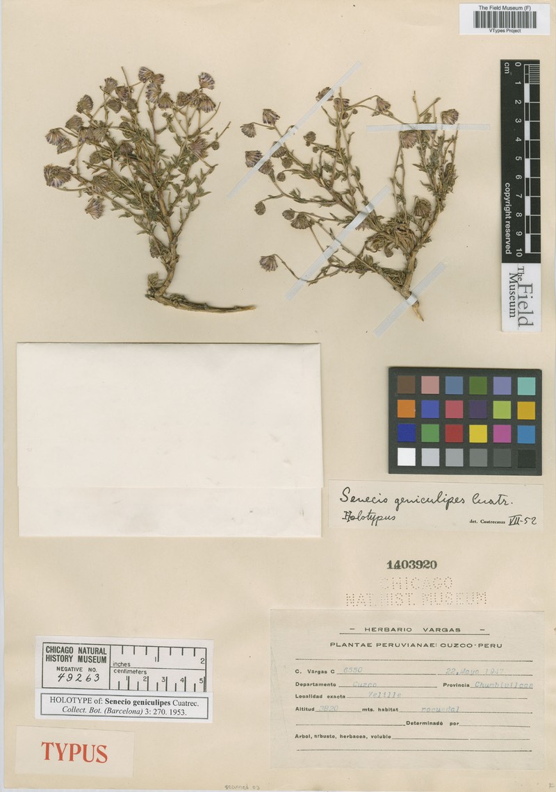 Senecio geniculipes photo 3