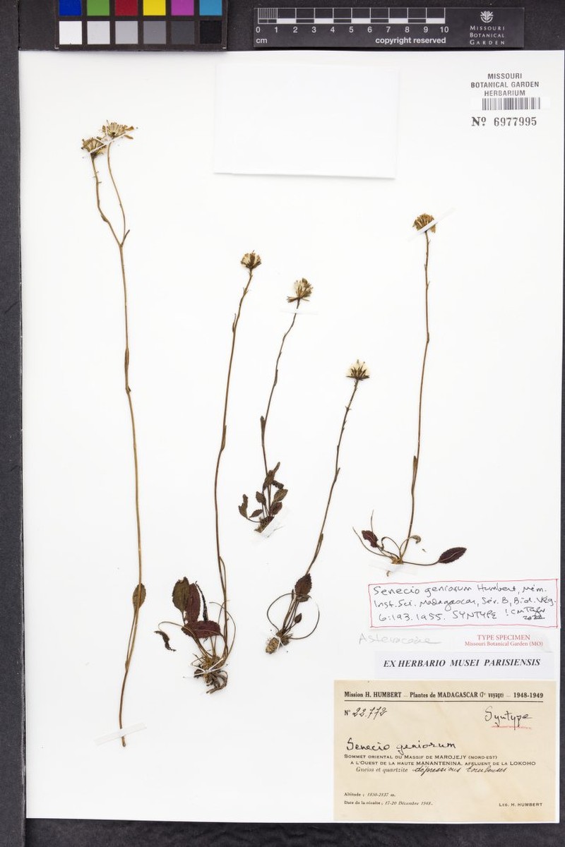 Senecio geniorum photo 2
