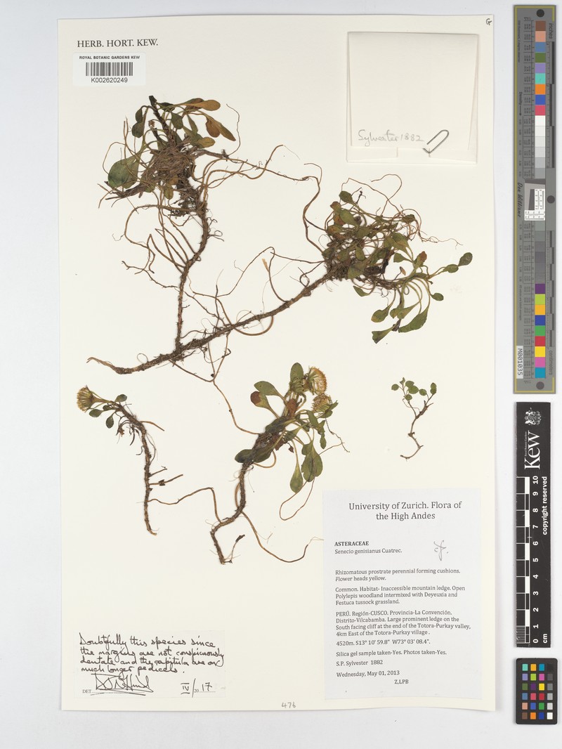 Senecio genisianus