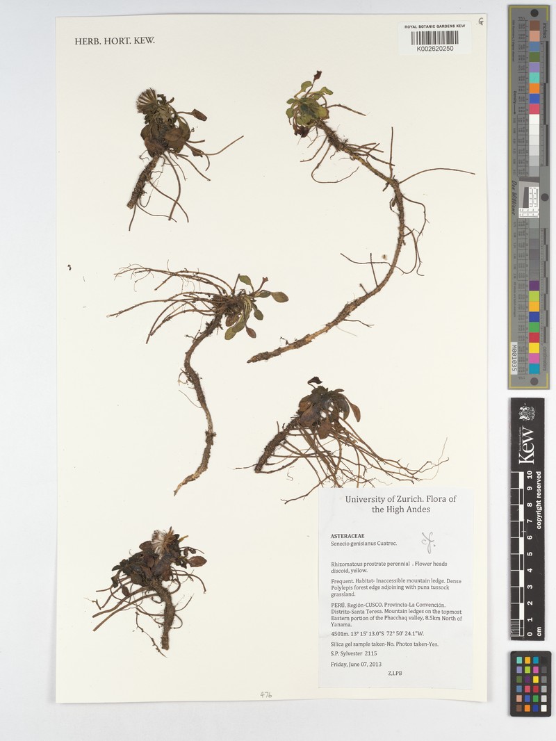 Senecio genisianus photo 2