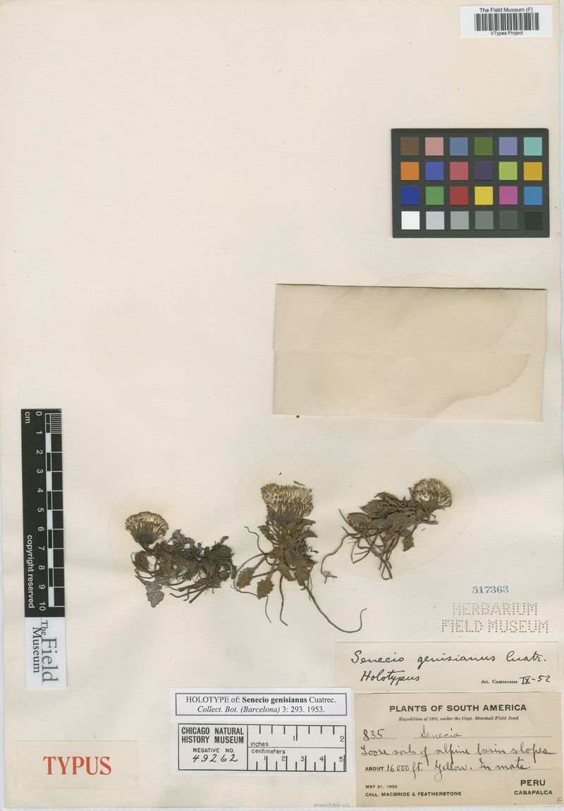 Senecio genisianus photo 3