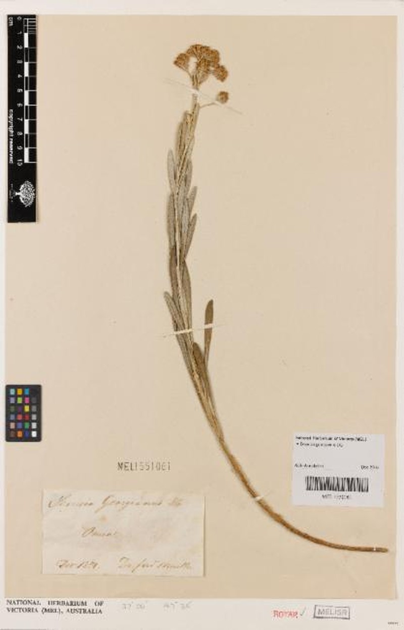Senecio georgianus