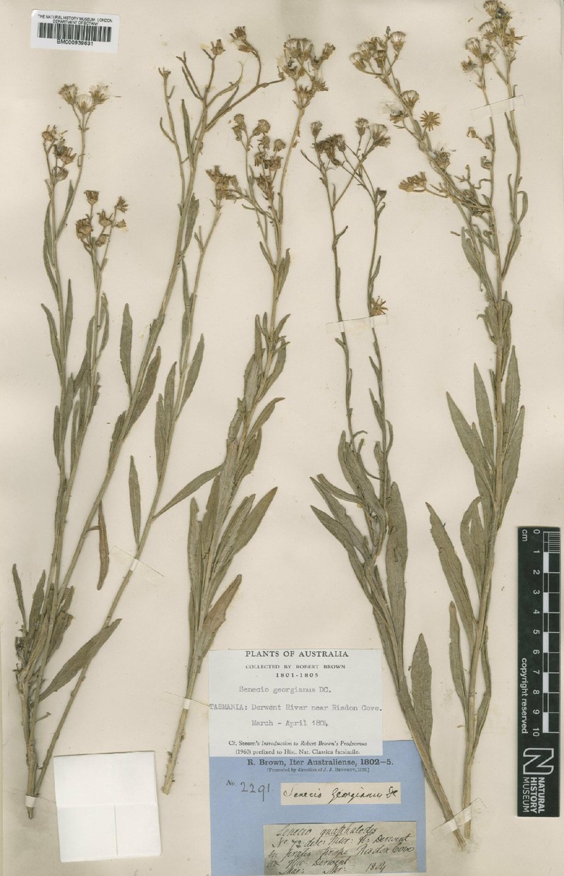 Senecio georgianus photo 2