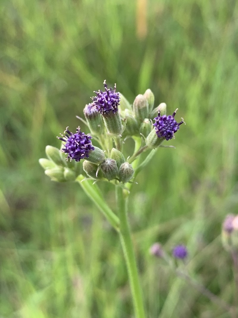 Senecio gerrardii