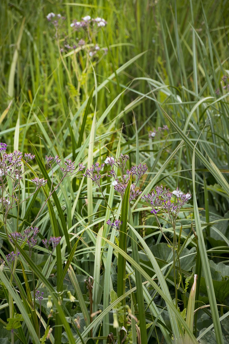 Senecio gerrardii photo 5