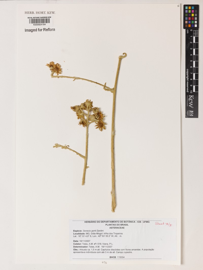 Senecio gertii photo 2