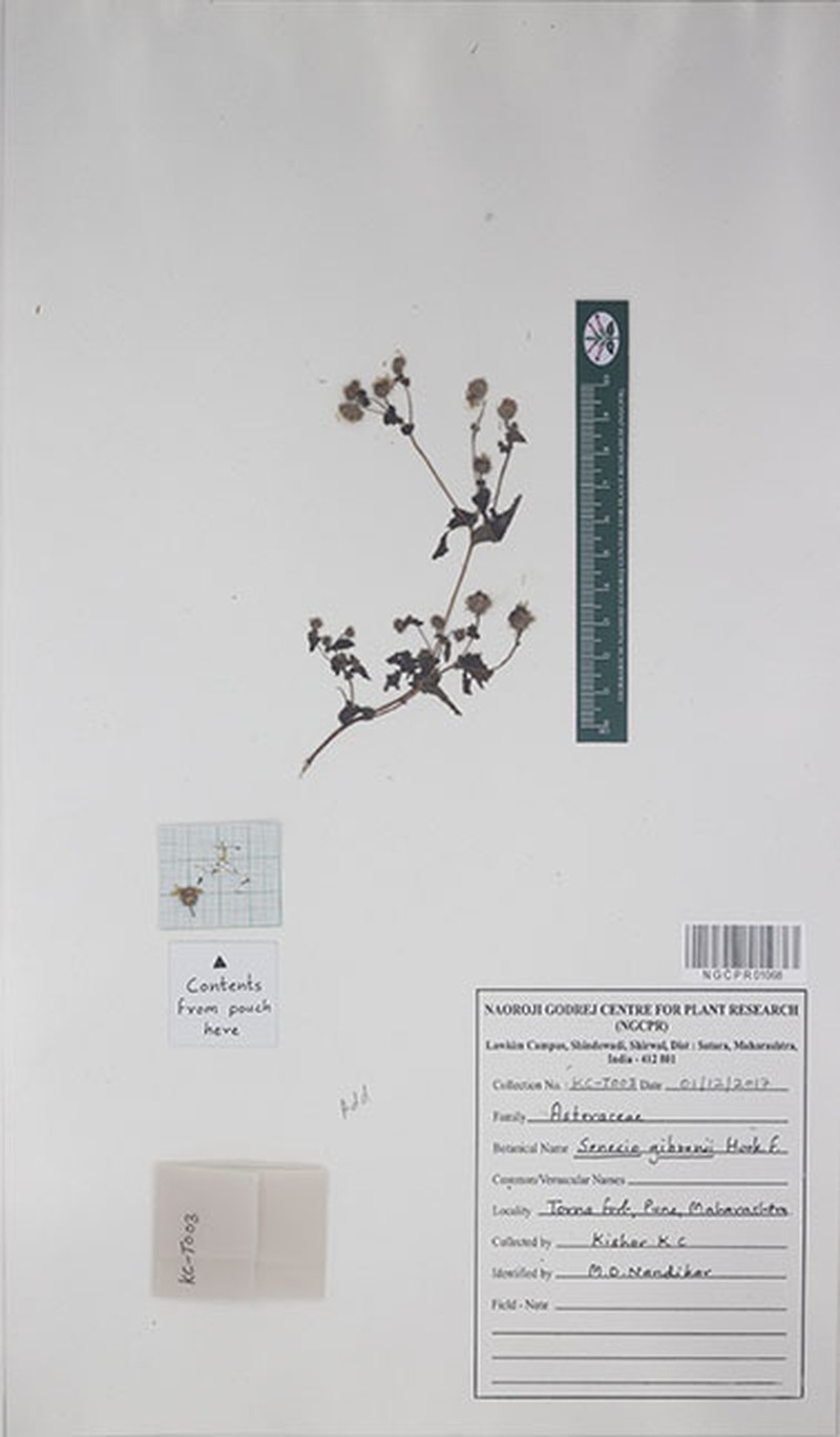 Senecio gibsonii
