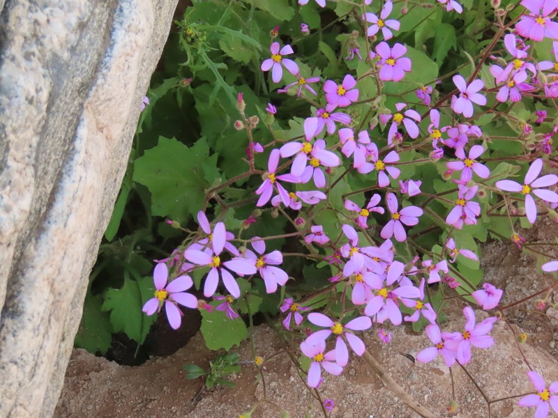 Senecio giessii