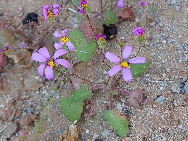 Senecio giessii photo 2