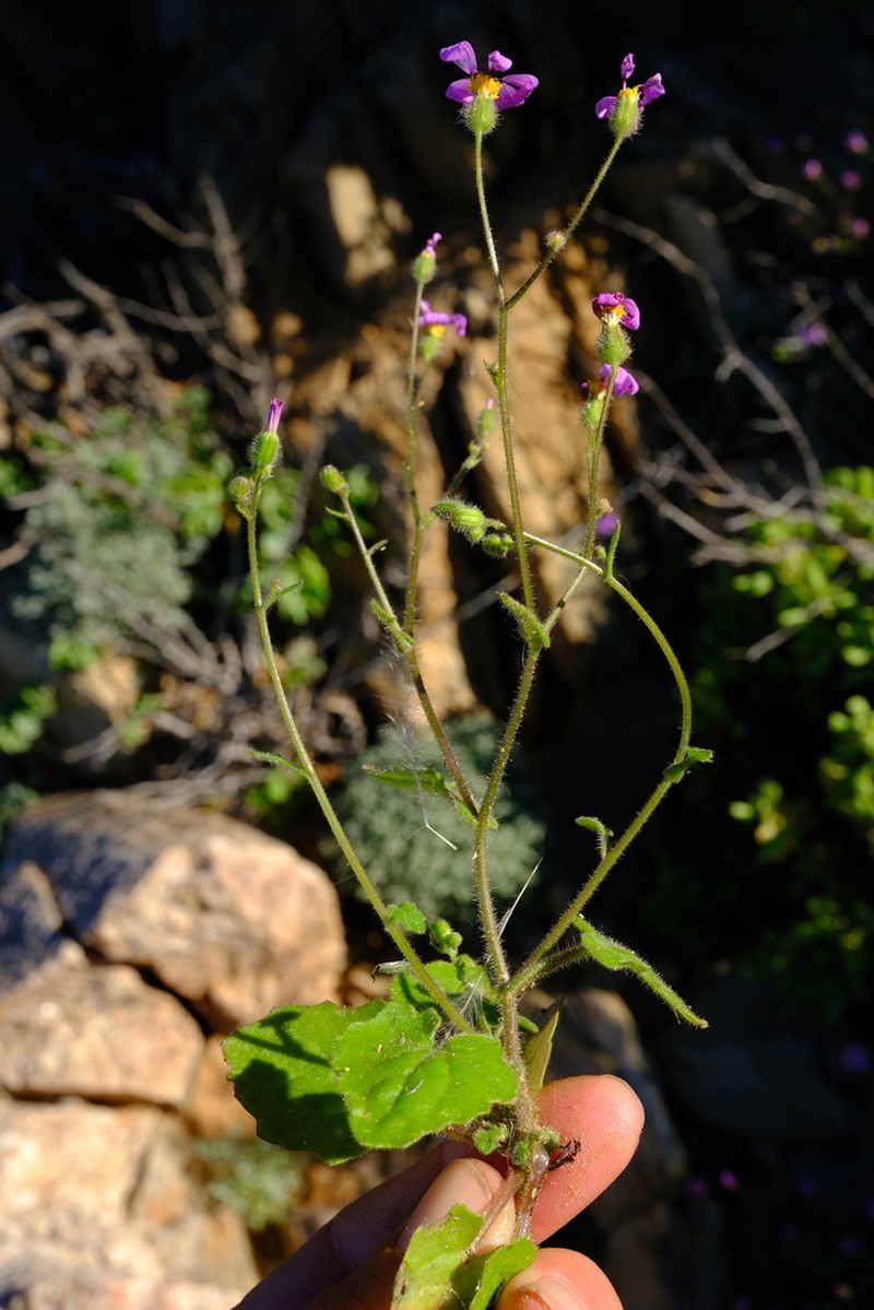 Senecio giessii photo 3