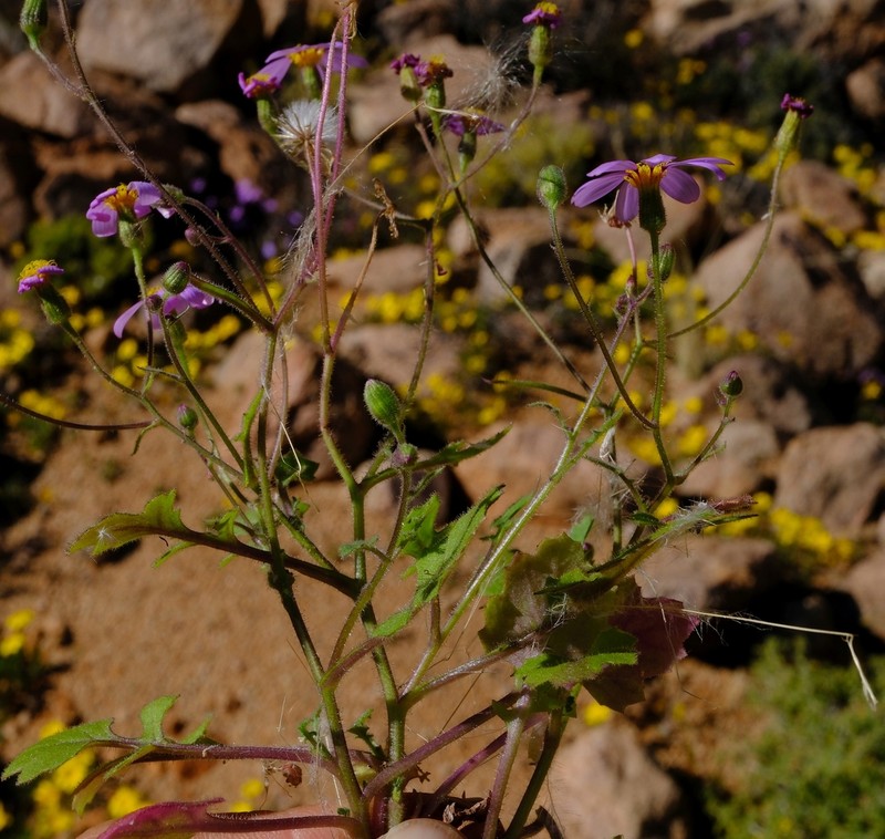 Senecio giessii photo 4