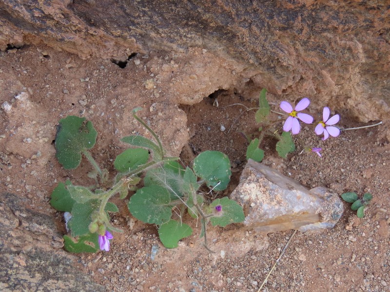 Senecio giessii photo 6