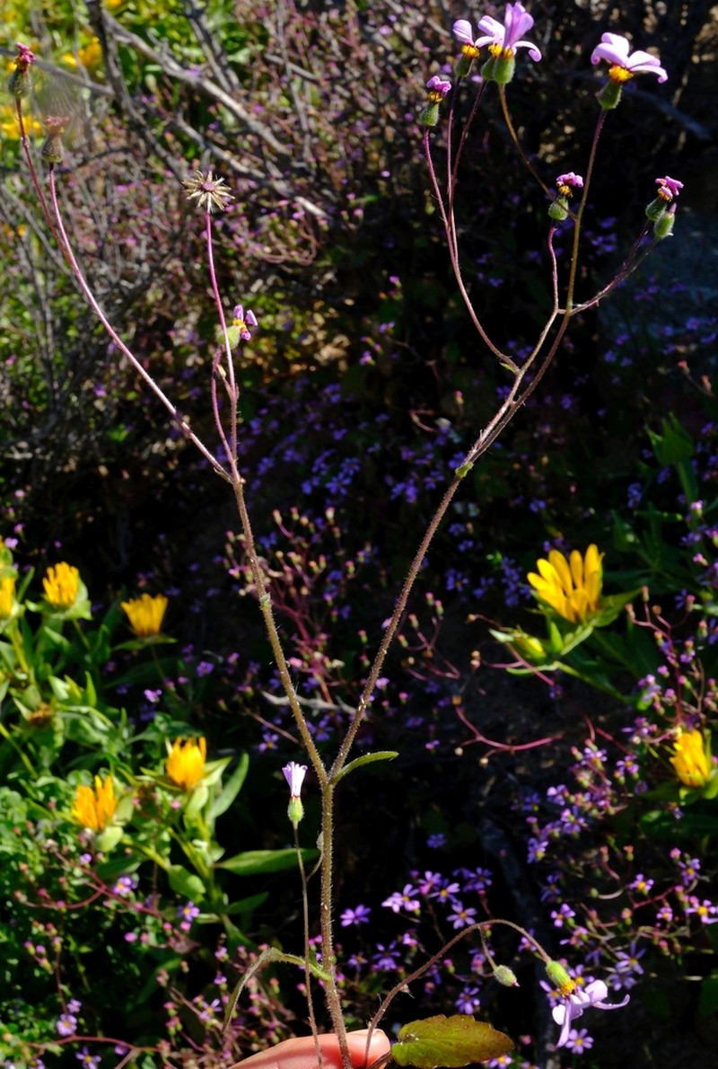 Senecio giessii photo 8