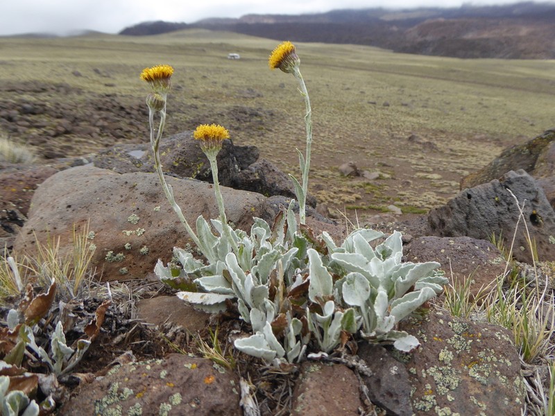 Senecio gilliesianus