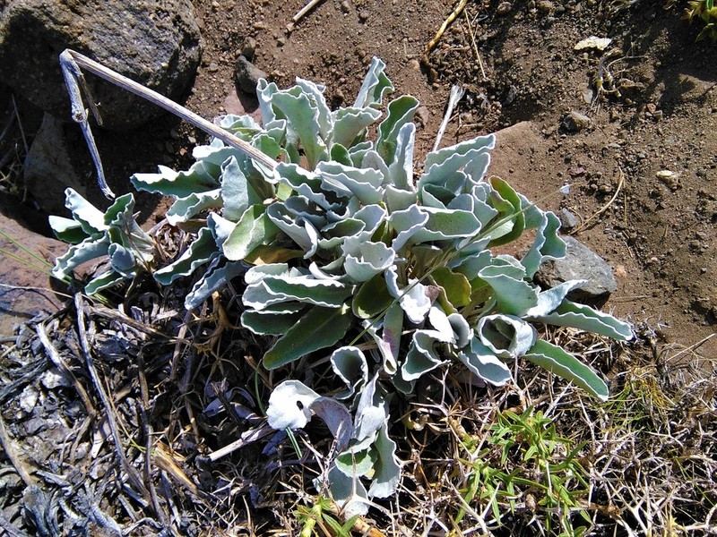 Senecio gilliesianus photo 2