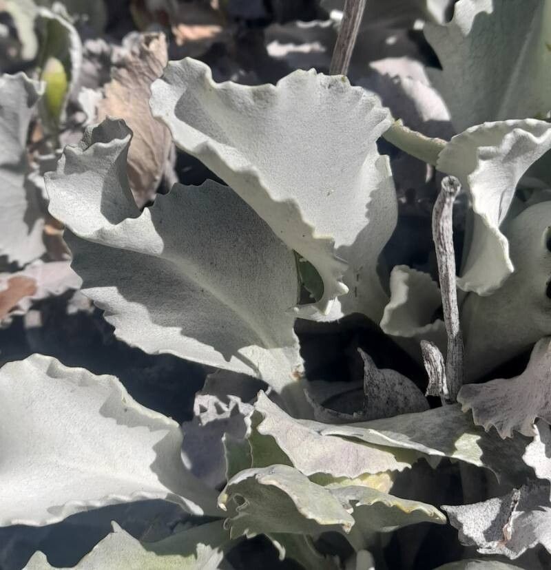 Senecio gilliesianus photo 3