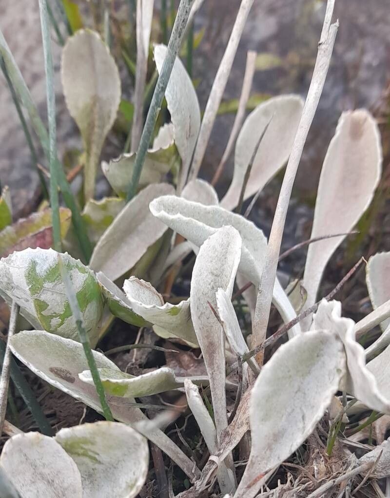 Senecio gilliesianus photo 4