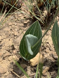 Senecio glaberrimus