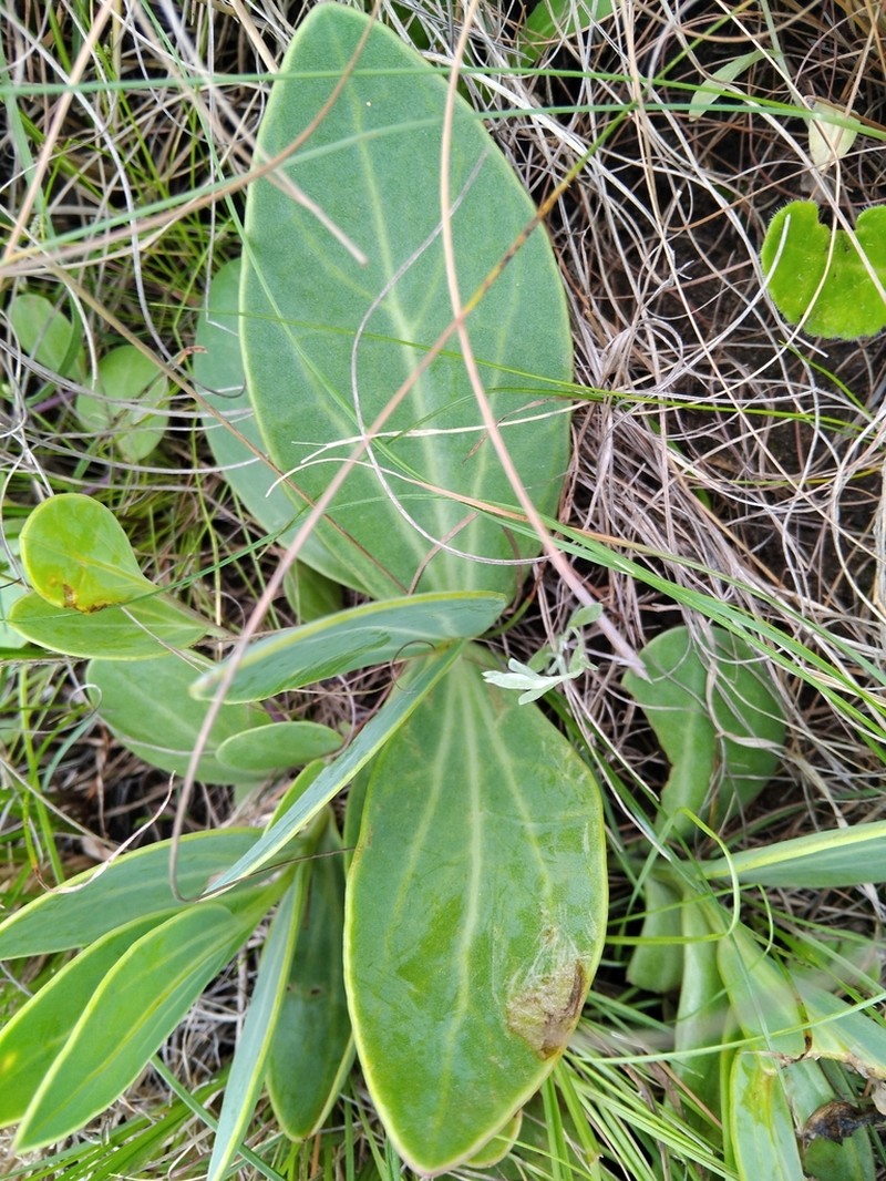 Senecio glaberrimus photo 2