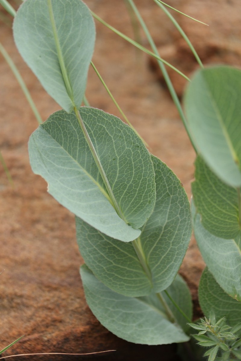 Senecio glaberrimus photo 3