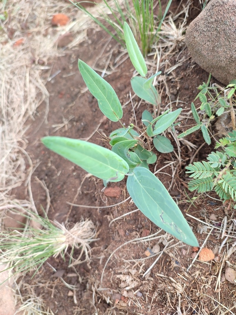 Senecio glaberrimus photo 4