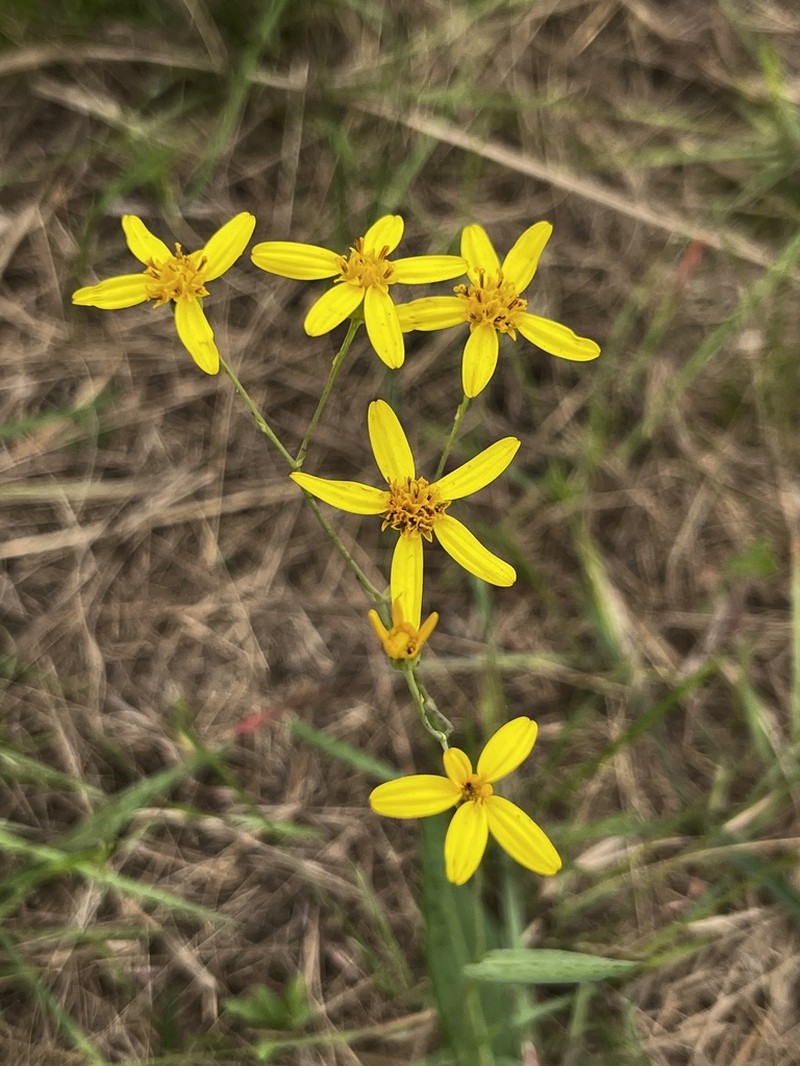 Senecio glaberrimus photo 5