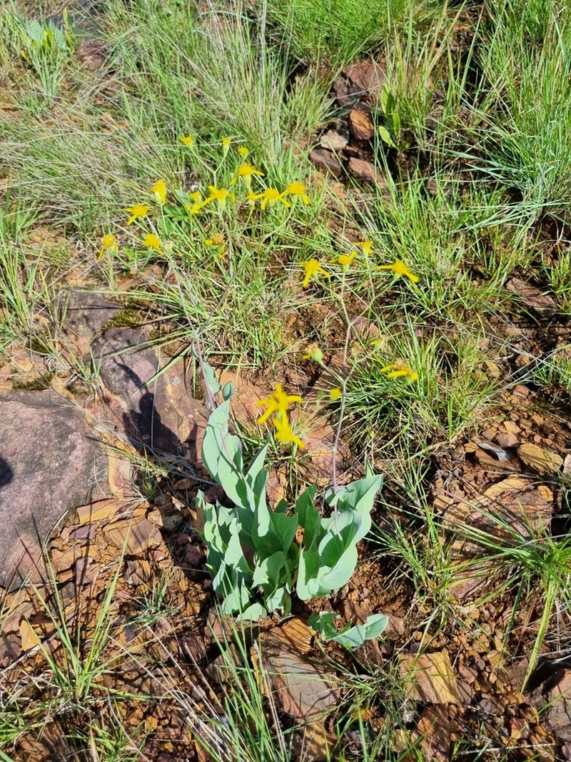 Senecio glaberrimus photo 6