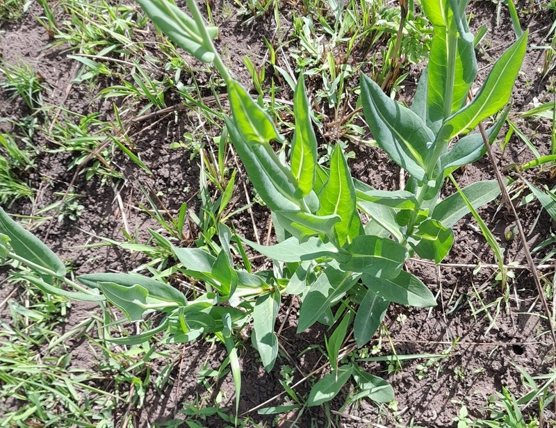 Senecio glaberrimus photo 7