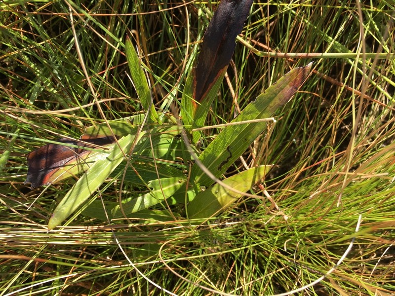 Senecio glaberrimus photo 8