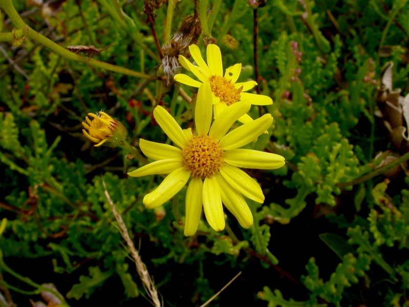Senecio glabratus photo 2