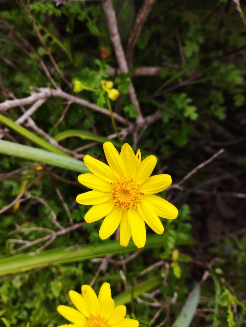 Senecio glabratus photo 5