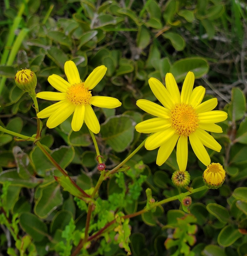 Senecio glabratus photo 7