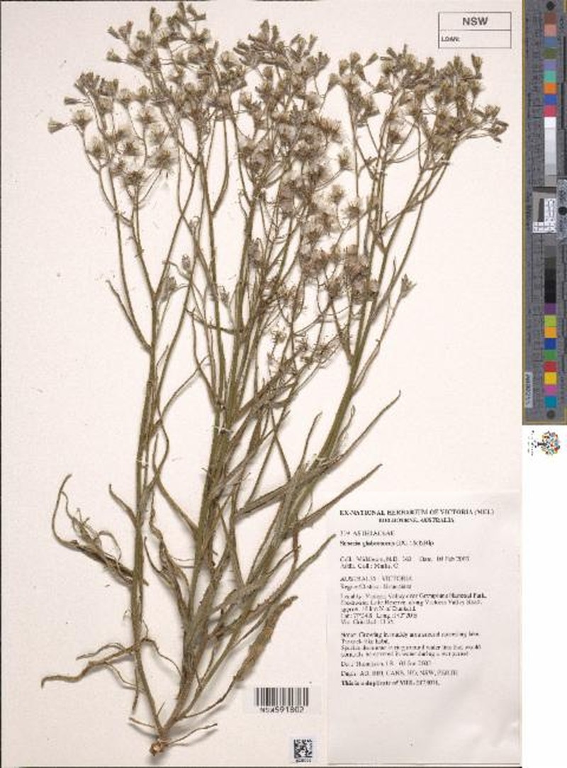 Senecio glabrescens
