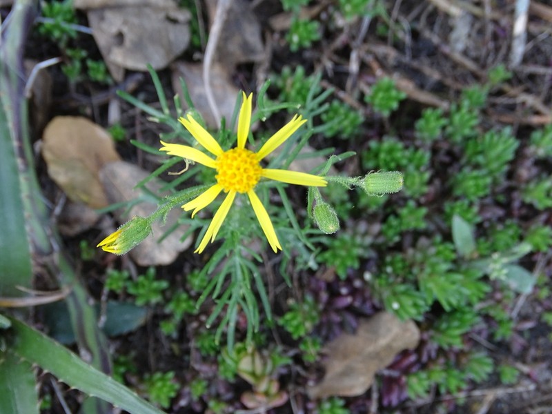 Senecio glandulifer