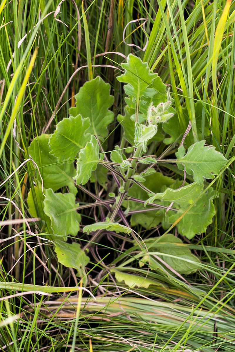 Senecio glandulosolanosus
