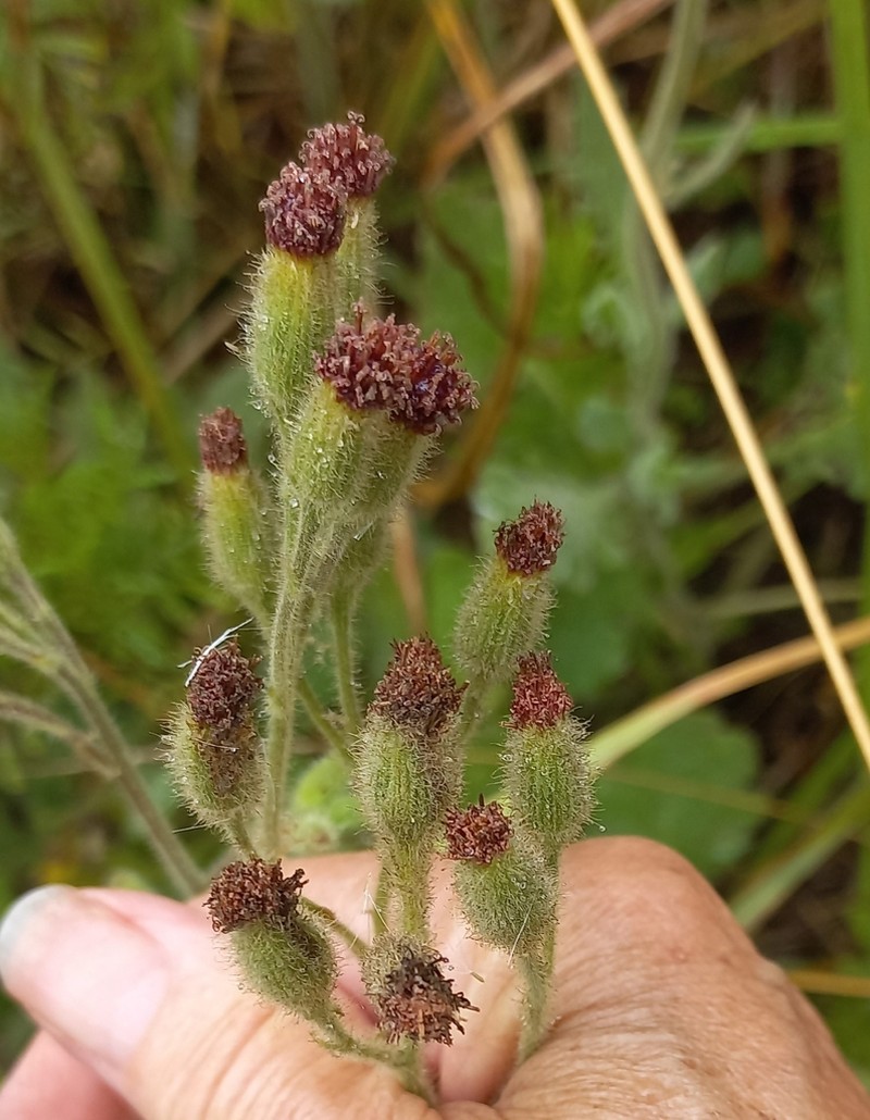 Senecio glandulosolanosus photo 2