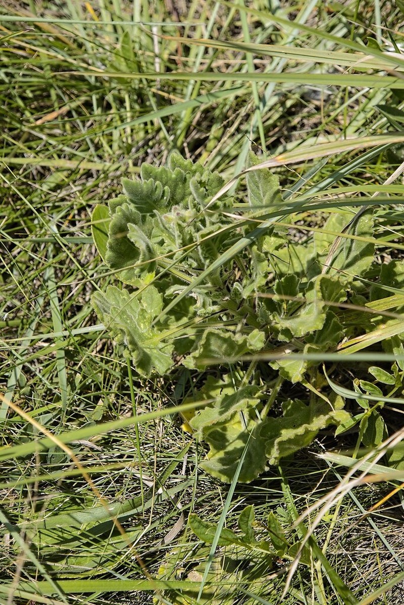 Senecio glandulosolanosus photo 5