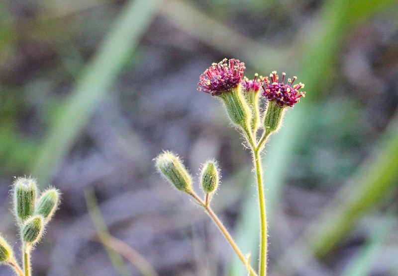Senecio glandulosolanosus photo 6