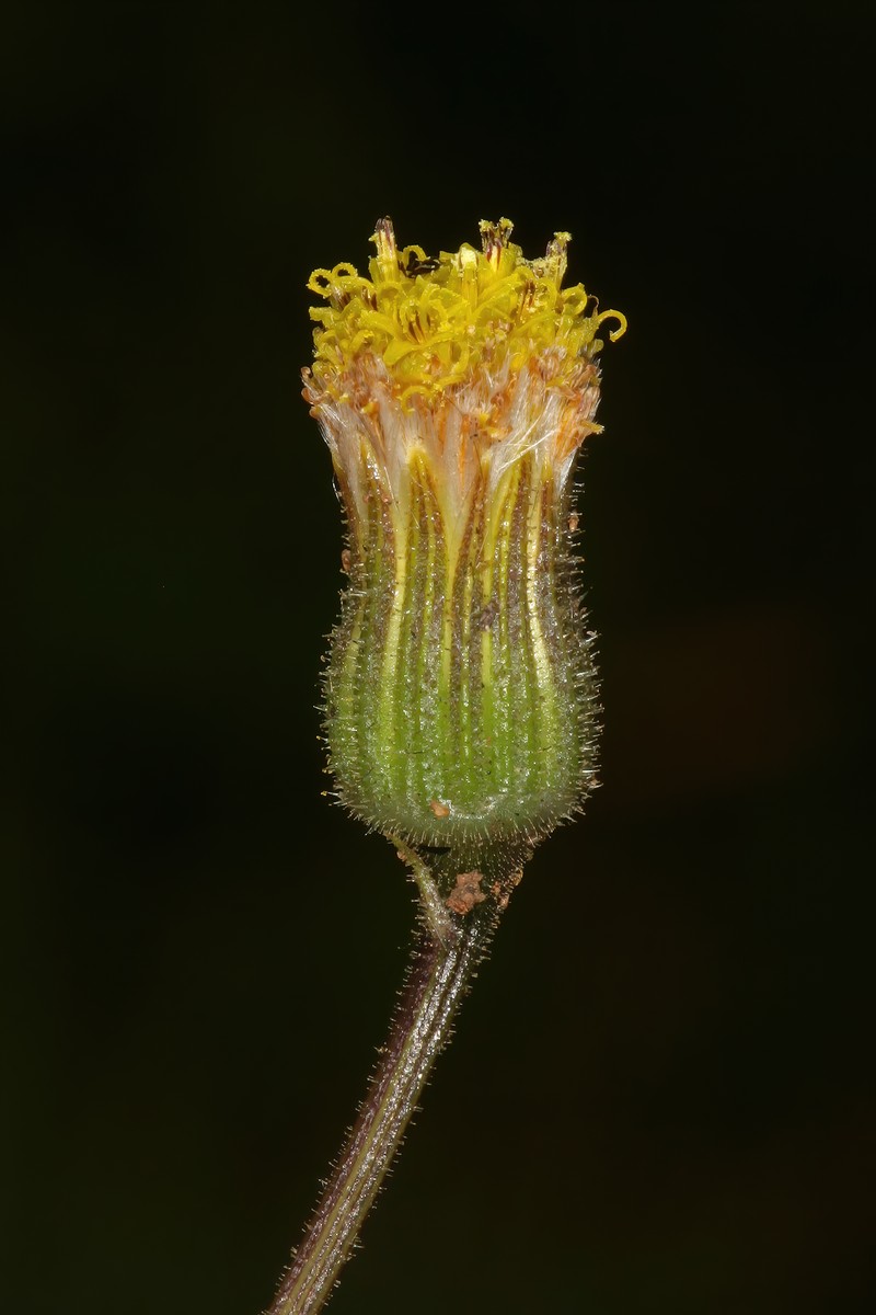 Senecio glandulosopilosus