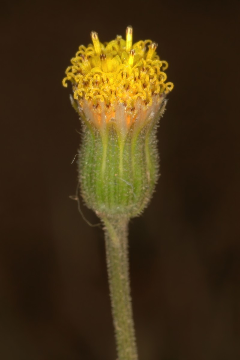 Senecio glandulosopilosus photo 2