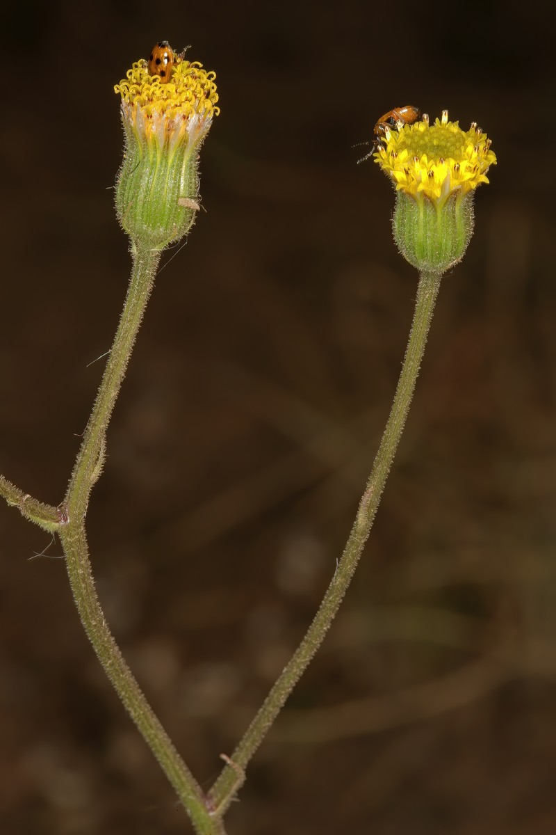 Senecio glandulosopilosus photo 3