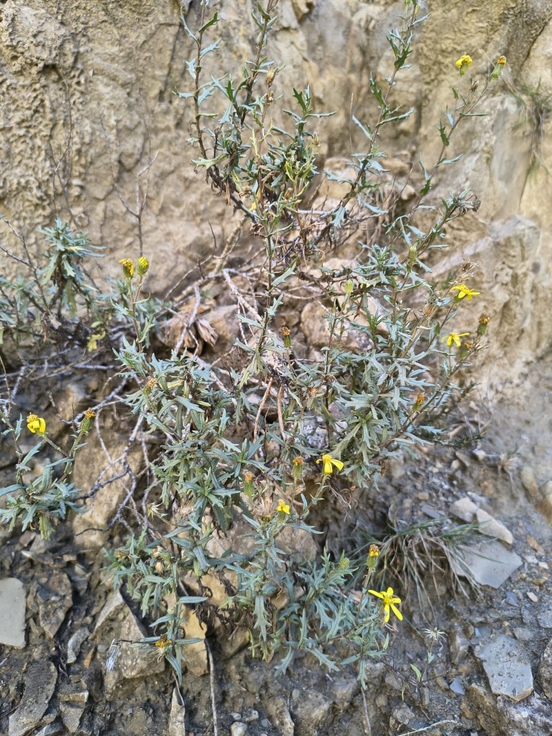 Senecio glandulosus