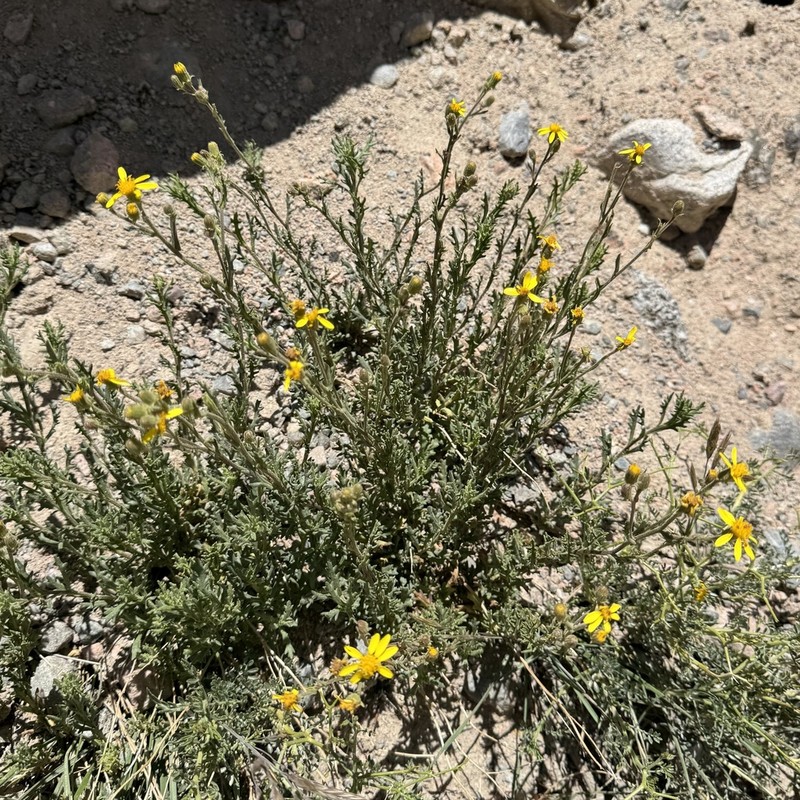 Senecio glandulosus photo 2