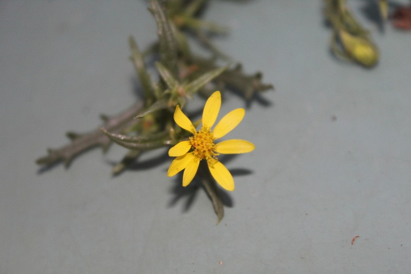 Senecio glandulosus photo 3