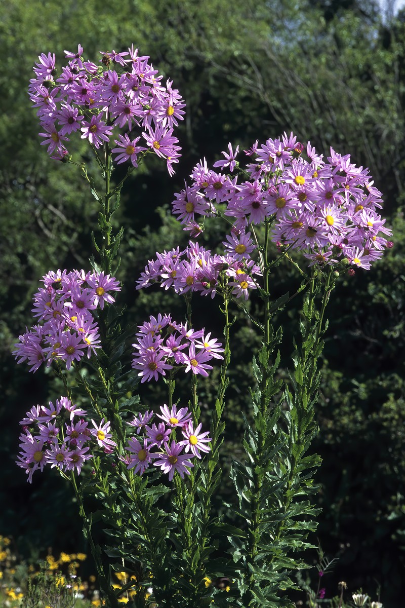 Senecio glastifolius